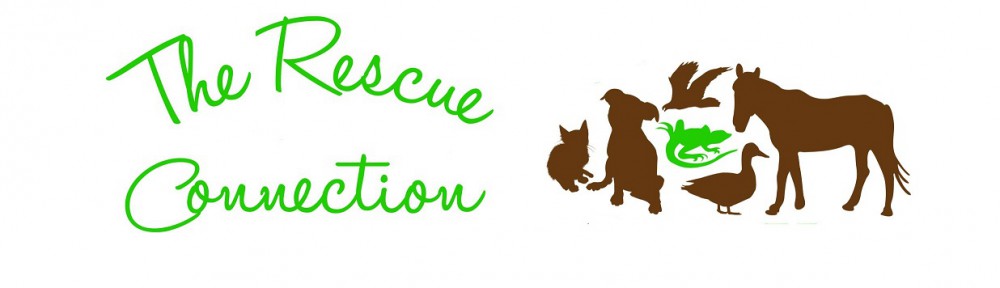 Welcome to The Rescue Connection!